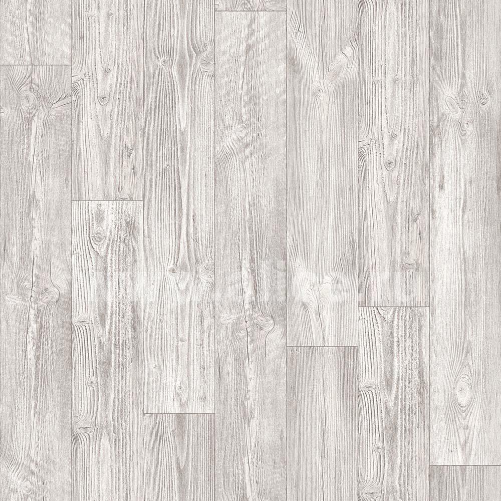 Australian Pine 1