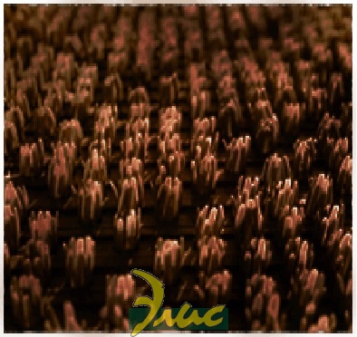 картинка Щетинистое покрытие Центробалт 237 ромб (темный шоколад) - 0.9 м от магазина Элис